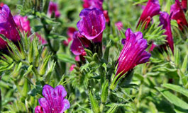 خواص درمانی گل گاوزبان